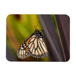 Imán Mariposa monarca en Agave