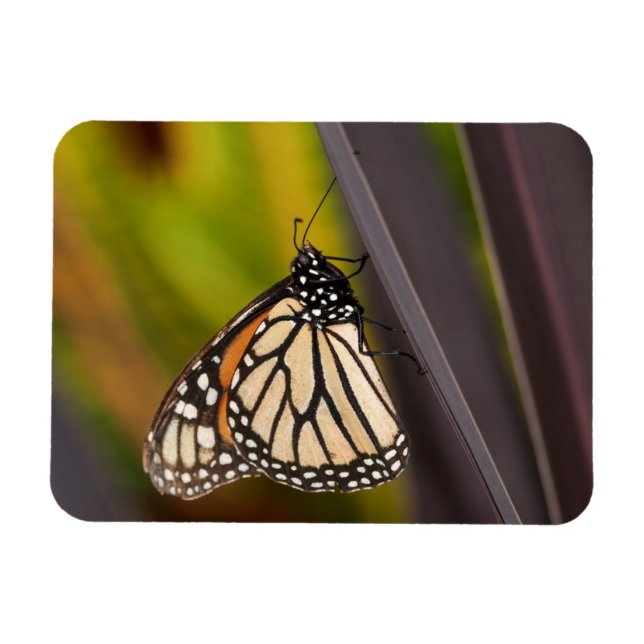 Imán Mariposa monarca en Agave (Horizontal)