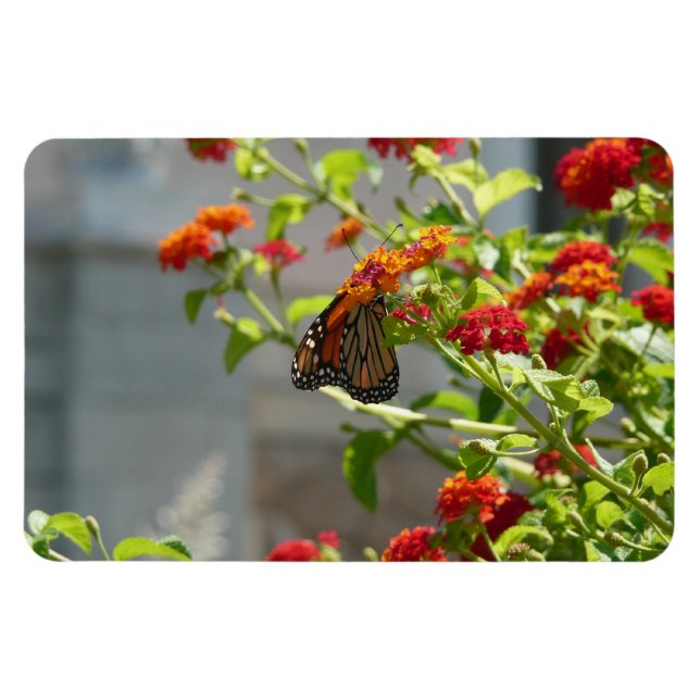 Imán Mariposa Monarca en Buddleja Roja (Horizontal)