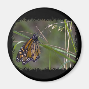 Imán Mariposa monarca en la hierba