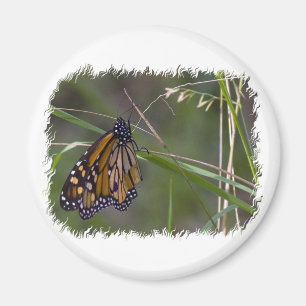 Imán Mariposa monarca en la hierba