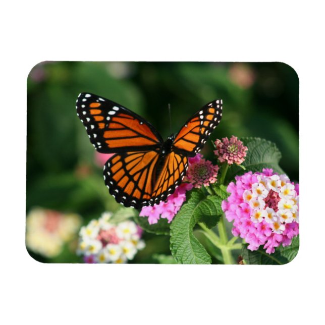 Imán Mariposa monarca en las flores de Lantana.Magnet (Horizontal)