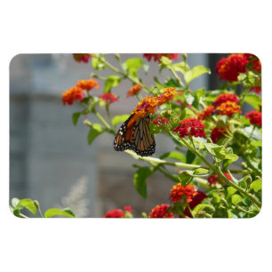 Imán Mariposa monarca en mariposa roja Bush