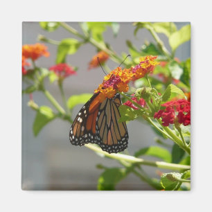 Imán Mariposa monarca en mariposa roja Bush