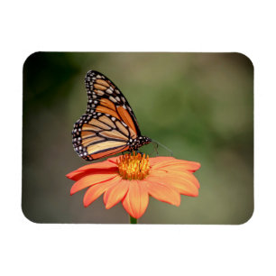 Imán Mariposa monarca en una flor naranja