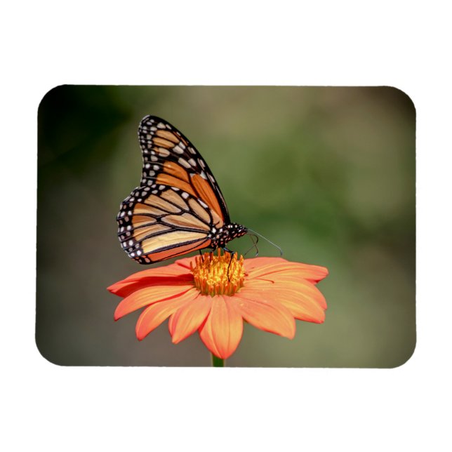 Imán Mariposa monarca en una flor naranja (Horizontal)