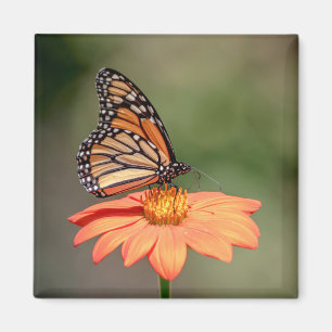 Imán Mariposa monarca en una flor naranja