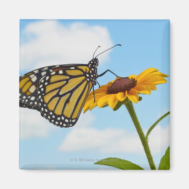 Imán Mariposa monarca en una Susan de ojos negros (Frente)