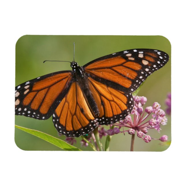 Imán Mariposa monarca macho en Asclepias incarnata (Horizontal)
