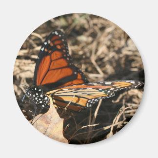 Imán Mariposa Monarca Posando Fotografía De Naturaleza