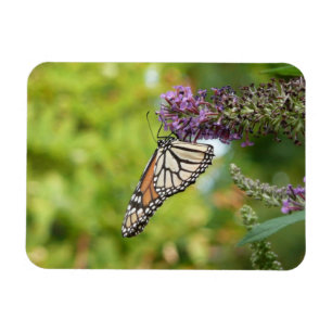 Imán Mariposa monarca sobre mariposa morada Bush