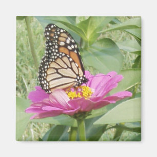 Imán Mariposa monarca, zinnia rosa