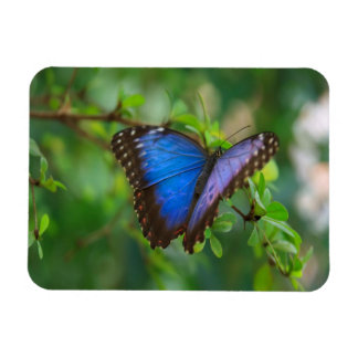 Imán Mariposa morfa azul