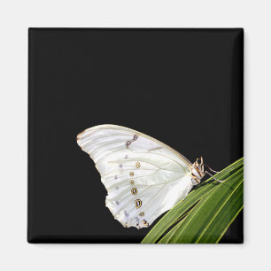 Imán Mariposa morfa blanca en hojas