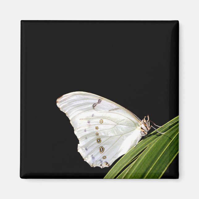 Imán Mariposa morfa blanca en hojas (Frente)