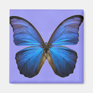 Imán Mariposa Morpho Azul Magnífica