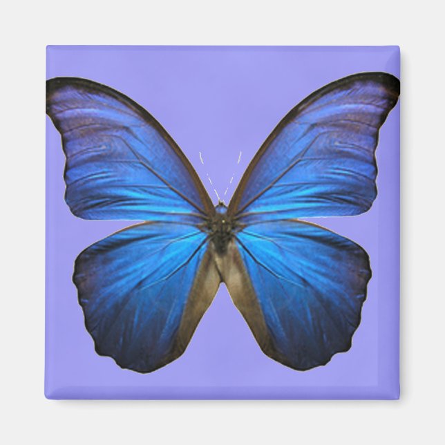Imán Mariposa Morpho Azul Magnífica (Frente)