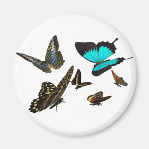 Imán Mariposa múltiple