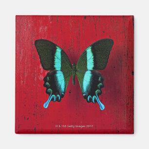 Imán Mariposa negra y azul