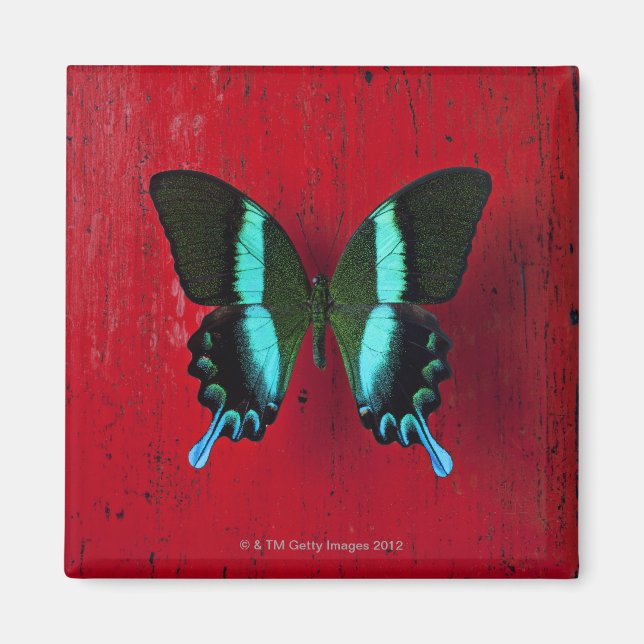 Imán Mariposa negra y azul (Frente)