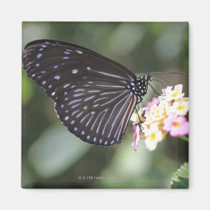 Imán Mariposa negra y azul en la flor