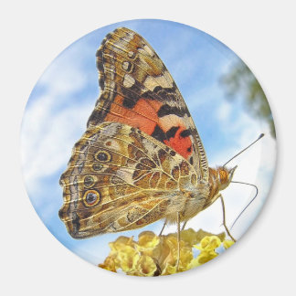 Imán Mariposa pintada Lady Magnet