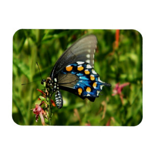 Imán Mariposa pipevina