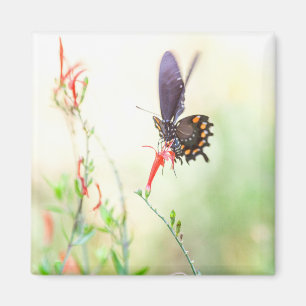 Imán Mariposa pipevina a la luz de la tarde