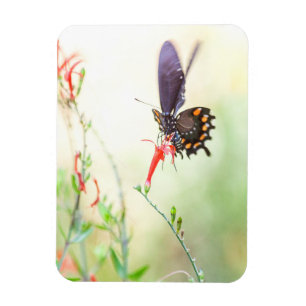Imán Mariposa pipevina a la luz de la tarde