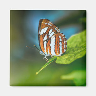 Imán Mariposa rayada blanca y Naranja