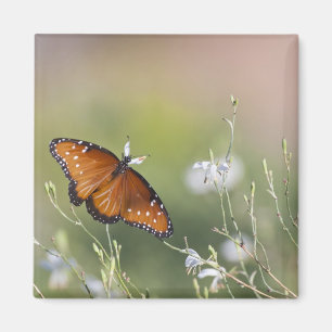 Imán Mariposa reina en la luz de la mañana
