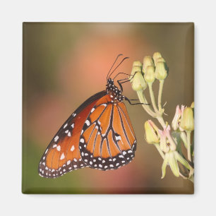Imán Mariposa reina en una rama
