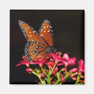 Imán Mariposa Reina sobre flores rosadas