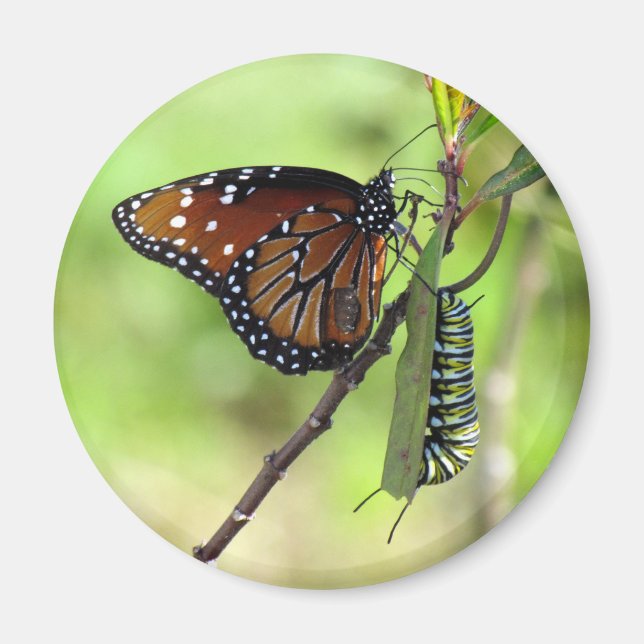 Imán Mariposa Reina y oruga monarca (Frente)
