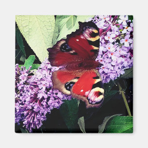 Imán Mariposa roja