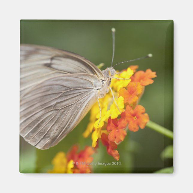 Imán Mariposa simple sobre flores amarillas y rojas (Frente)