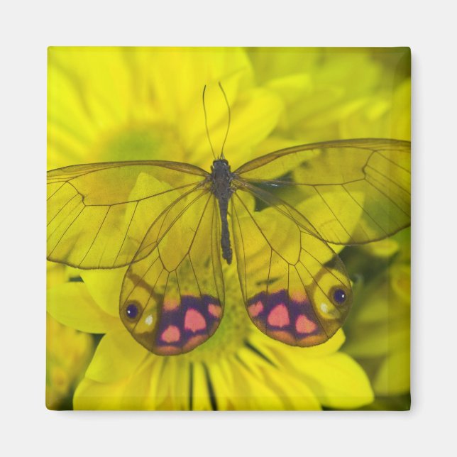 Imán Mariposa sobre amarillo (Frente)