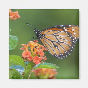 Imán Mariposa soldado (Danaus eresimus) alimentándose