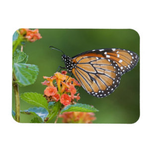 Imán Mariposa soldado (Danaus eresimus) alimentándose