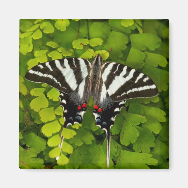 Imán Mariposa Swallowtail de Estados Unidos (Frente)