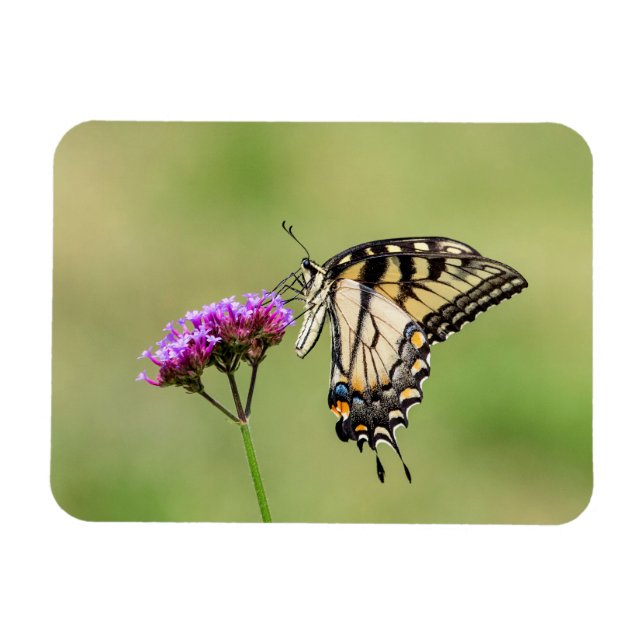 Imán Mariposa Swallowtail del Tigre del Este (Horizontal)