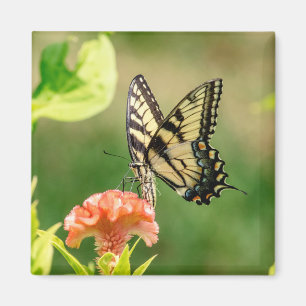 Imán Mariposa Swallowtail del Tigre del Este