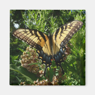 Imán Mariposa Swallowtail III Foto Hermosa y Colorida