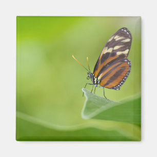 Imán Mariposa tigre de largo
