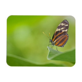 Imán Mariposa tigre de largo