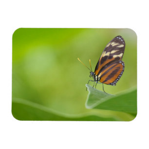 Imán Mariposa tigre de largo
