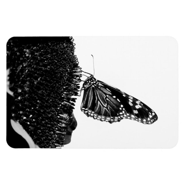 Imán mariposa tímida blacq (Horizontal)