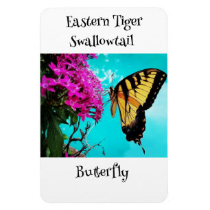 Imán Mariposa Trasera de Tigre Oriental #2