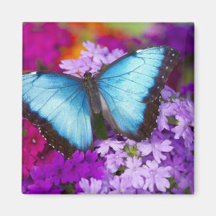 Imán Mariposa Tropical de Sammamish Washington