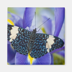 Imán Mariposa Tropical Púrpura Iris